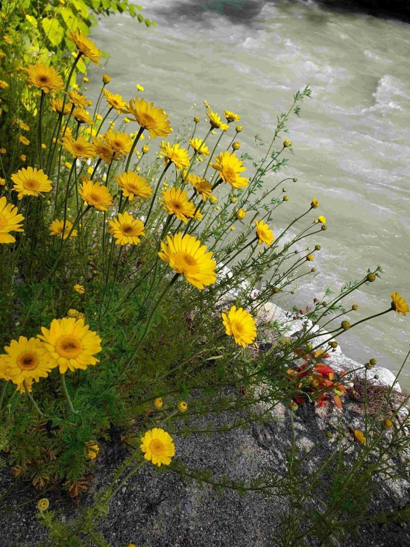 Anthemis tinctora